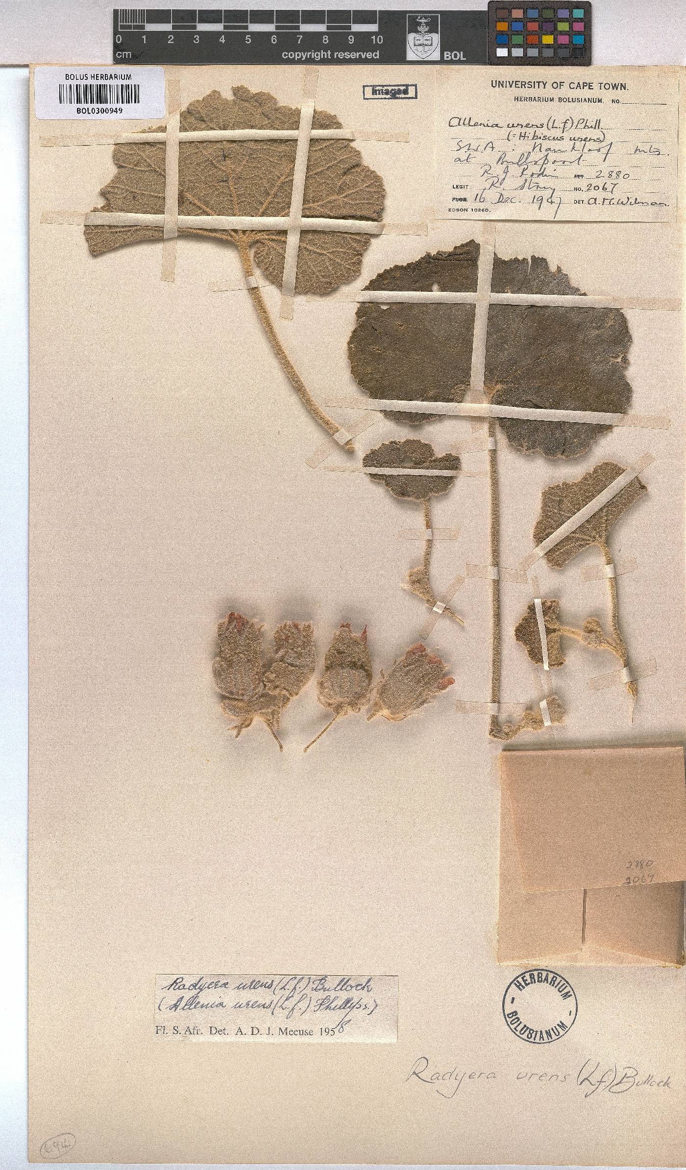 Radyera urens image