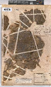 Radyera urens image