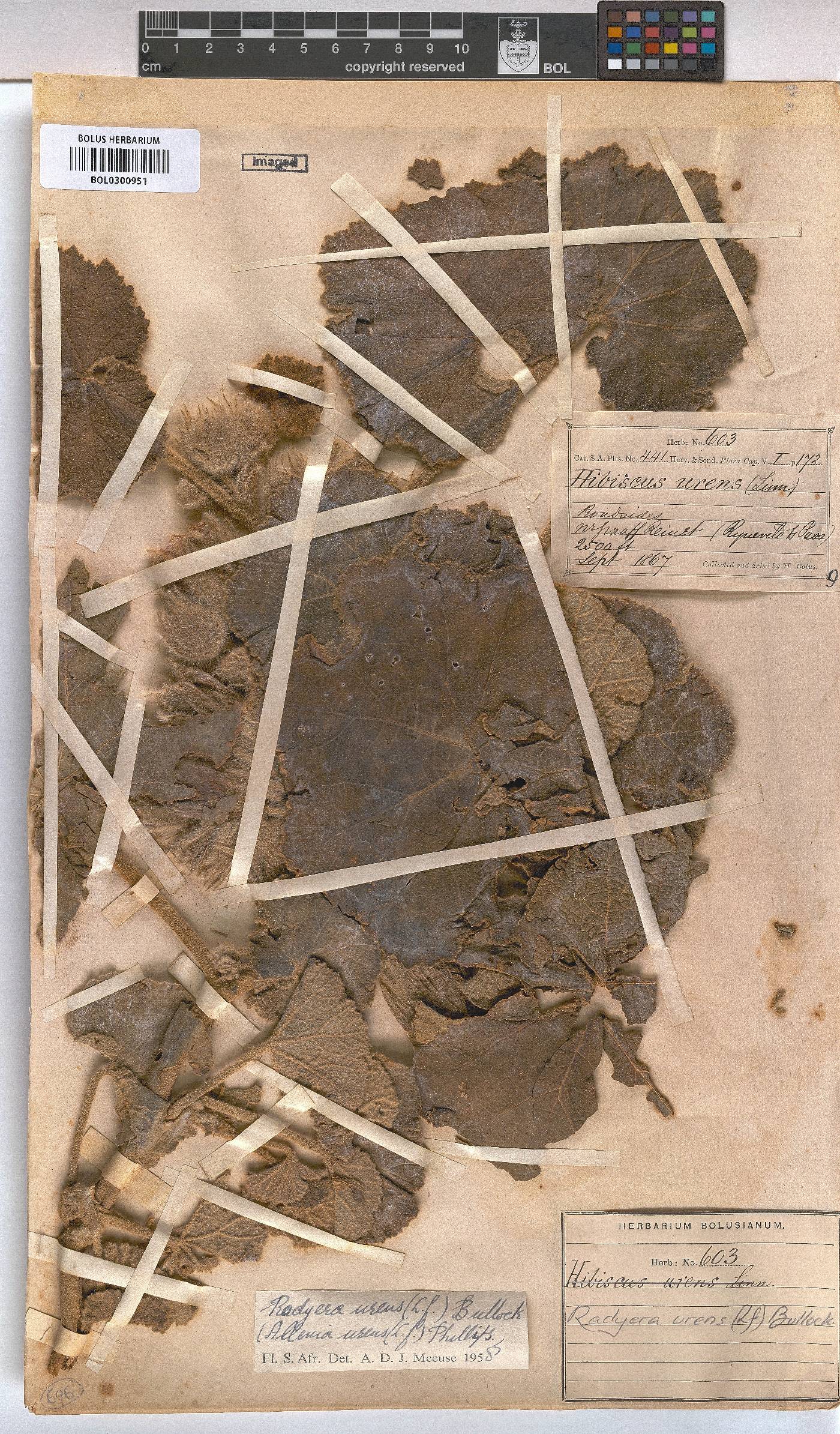 Radyera urens image