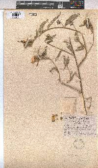Image of Kosteletzkya buettneri