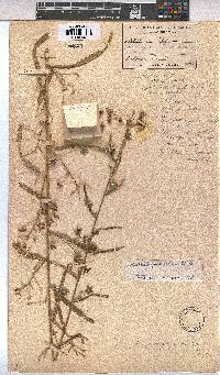 Kosteletzkya buettneri image