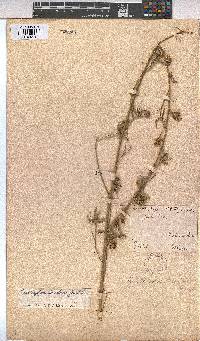 Kosteletzkya buettneri image