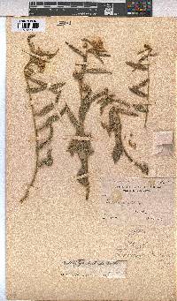 Kosteletzkya buettneri image