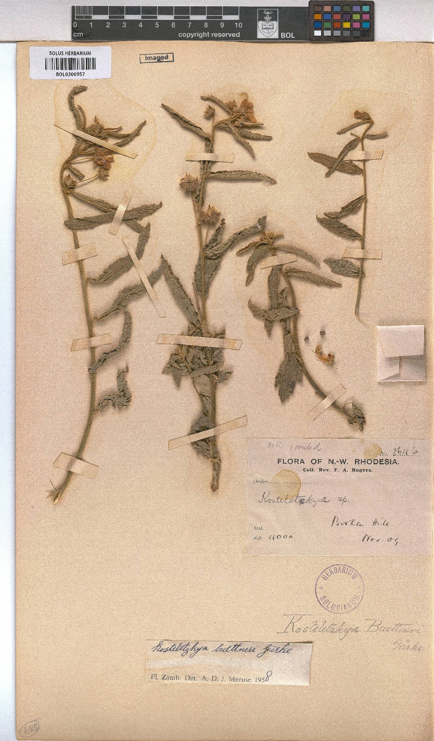 Kosteletzkya buettneri image