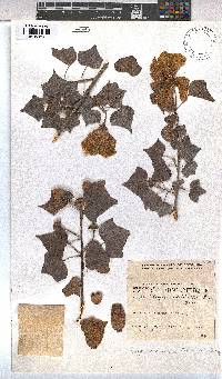 Image of Thespesia acutiloba