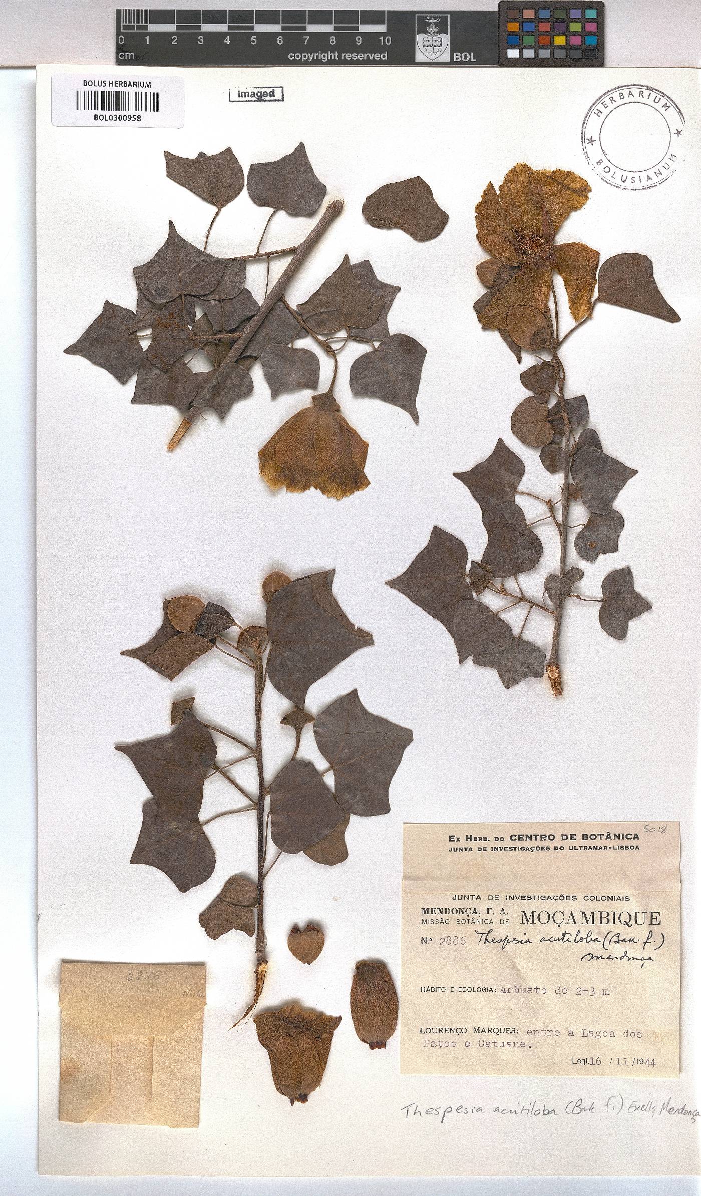Thespesia acutiloba image
