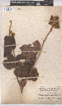 Image of Azanza lampas
