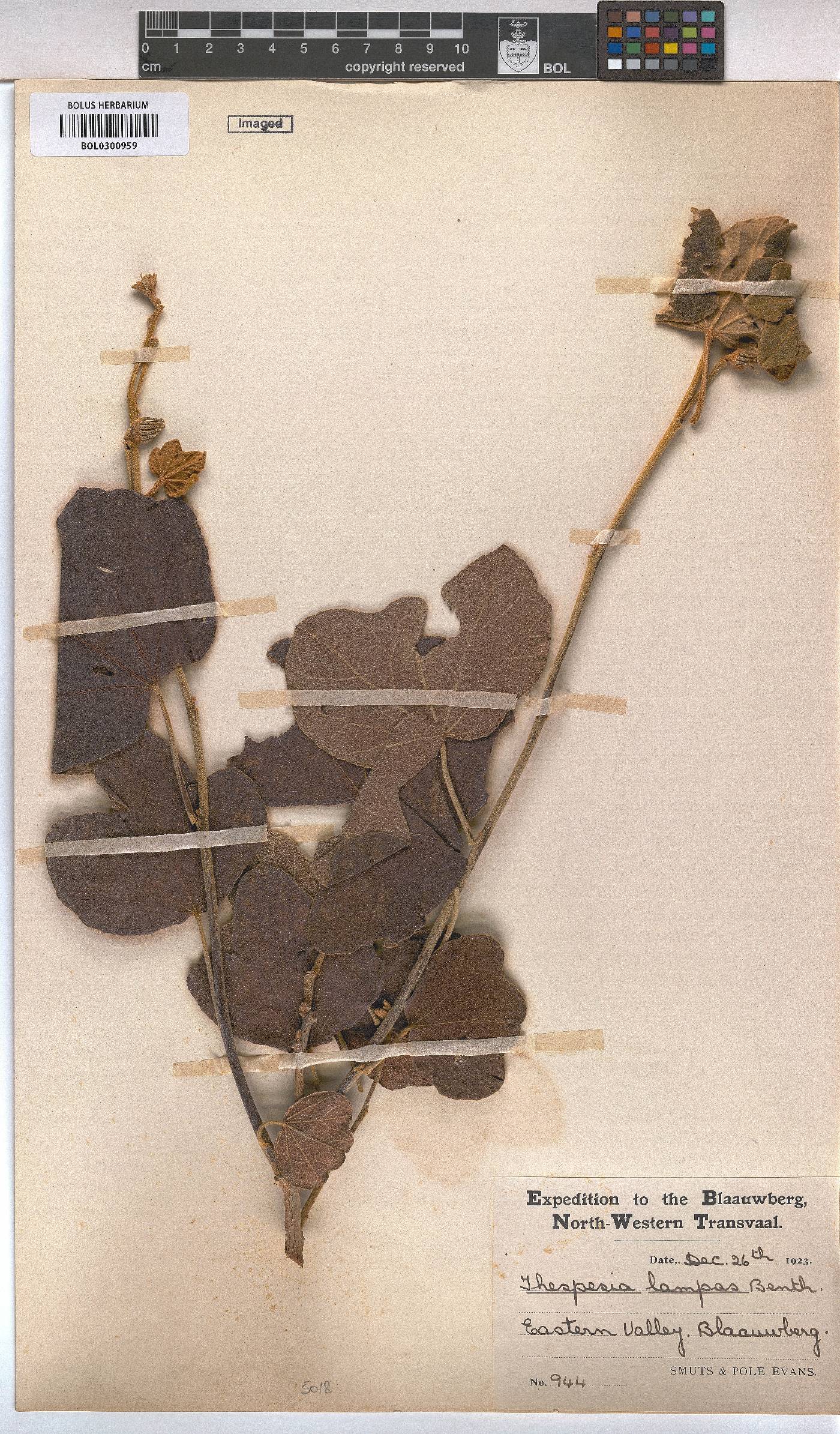 Azanza image