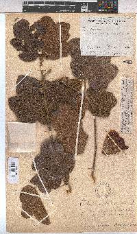 Image of Azanza garckeana