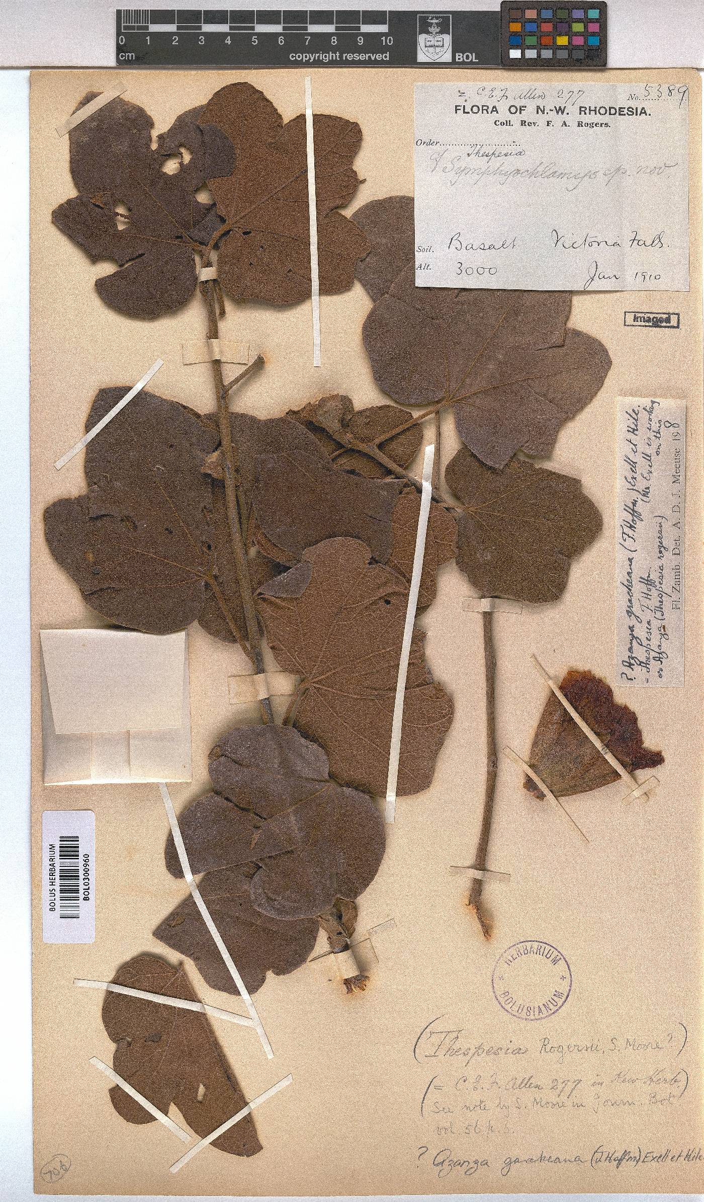 Azanza garckeana image