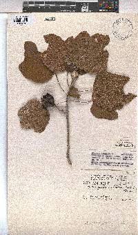 Azanza garckeana image