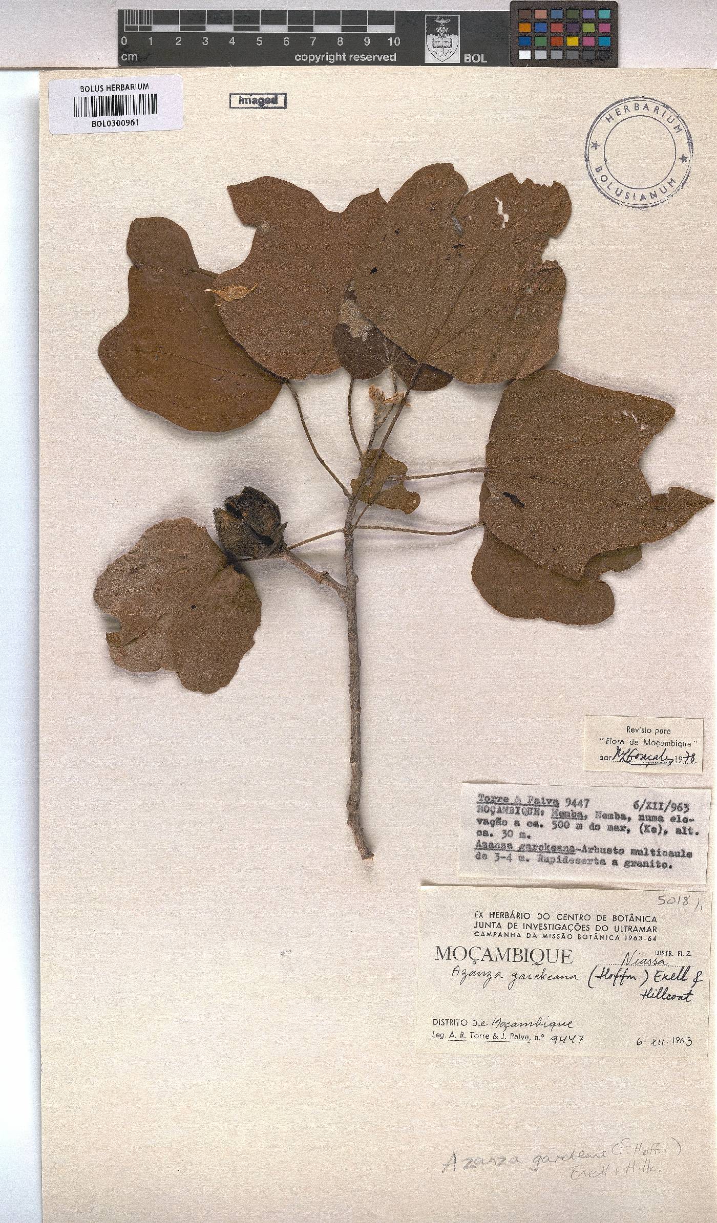 Azanza garckeana image