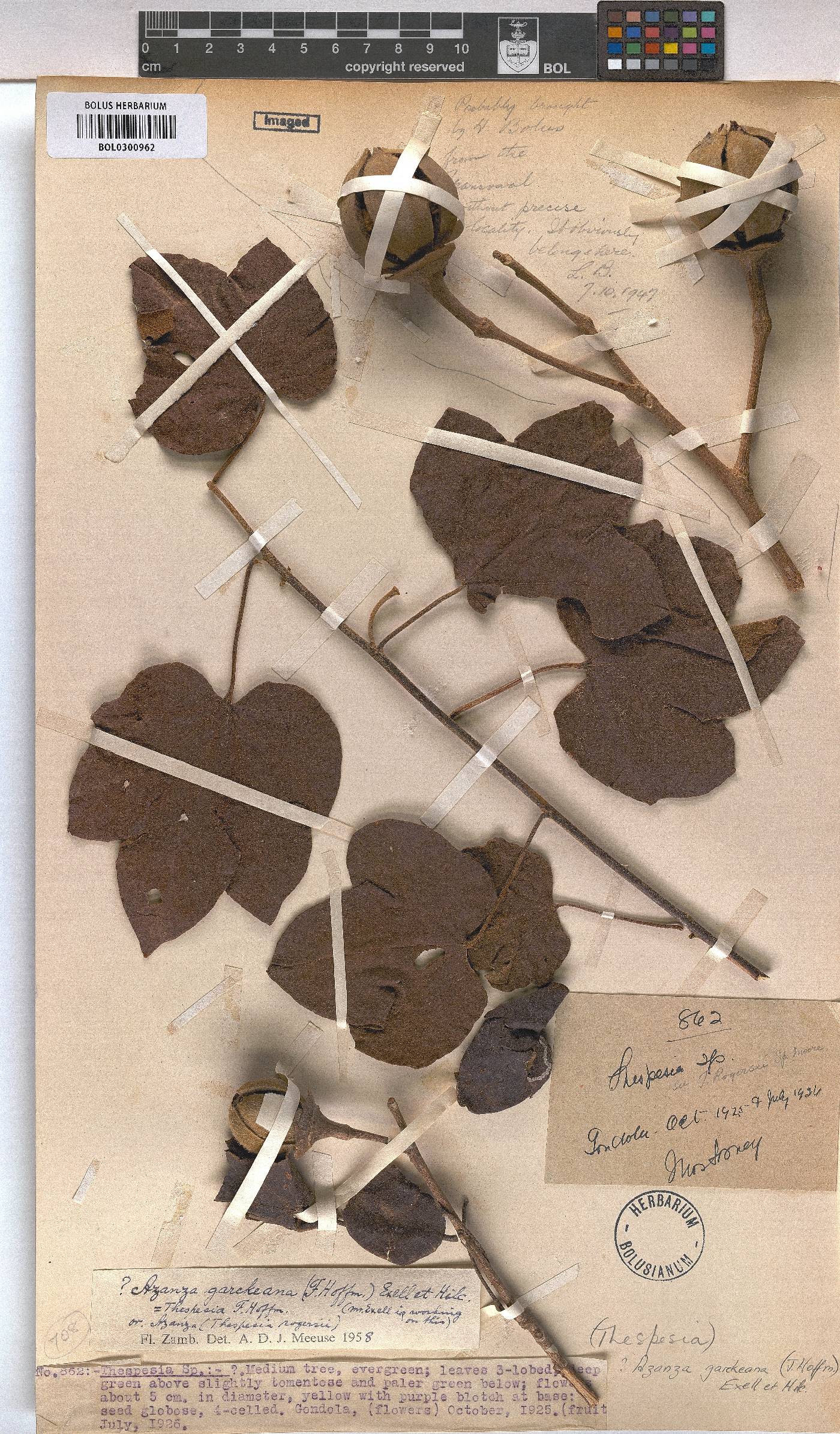 Azanza garckeana image