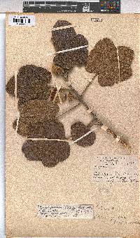 Azanza garckeana image