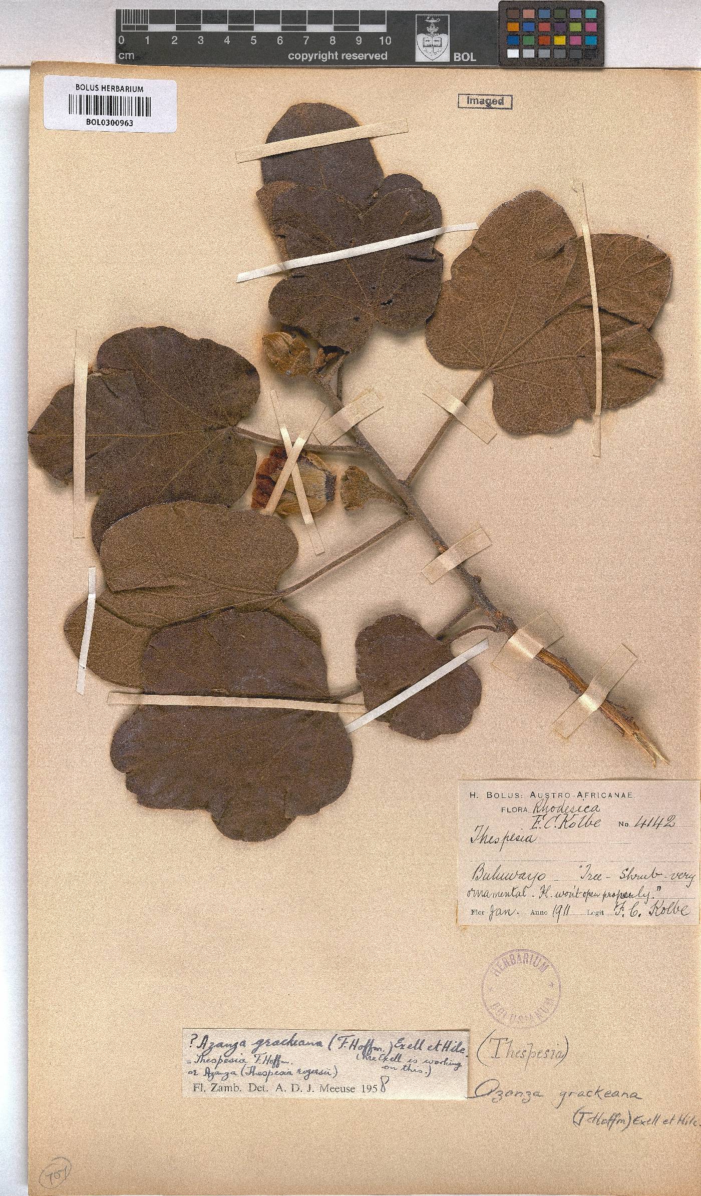 Azanza garckeana image