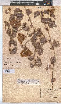 Cienfuegosia gerrardii image