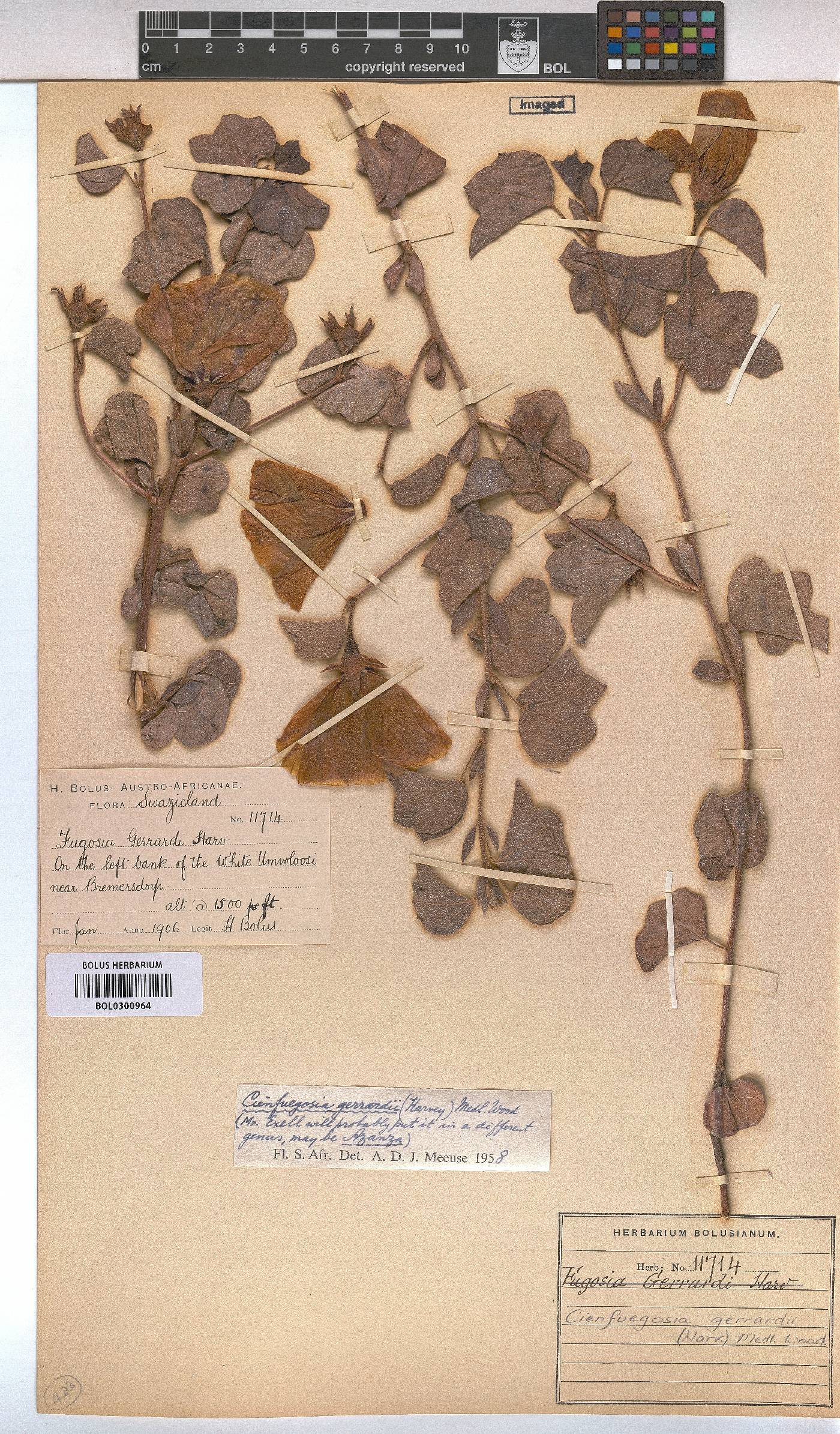 Cienfuegosia gerrardii image