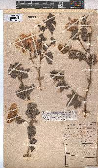 Cienfuegosia gerrardii image