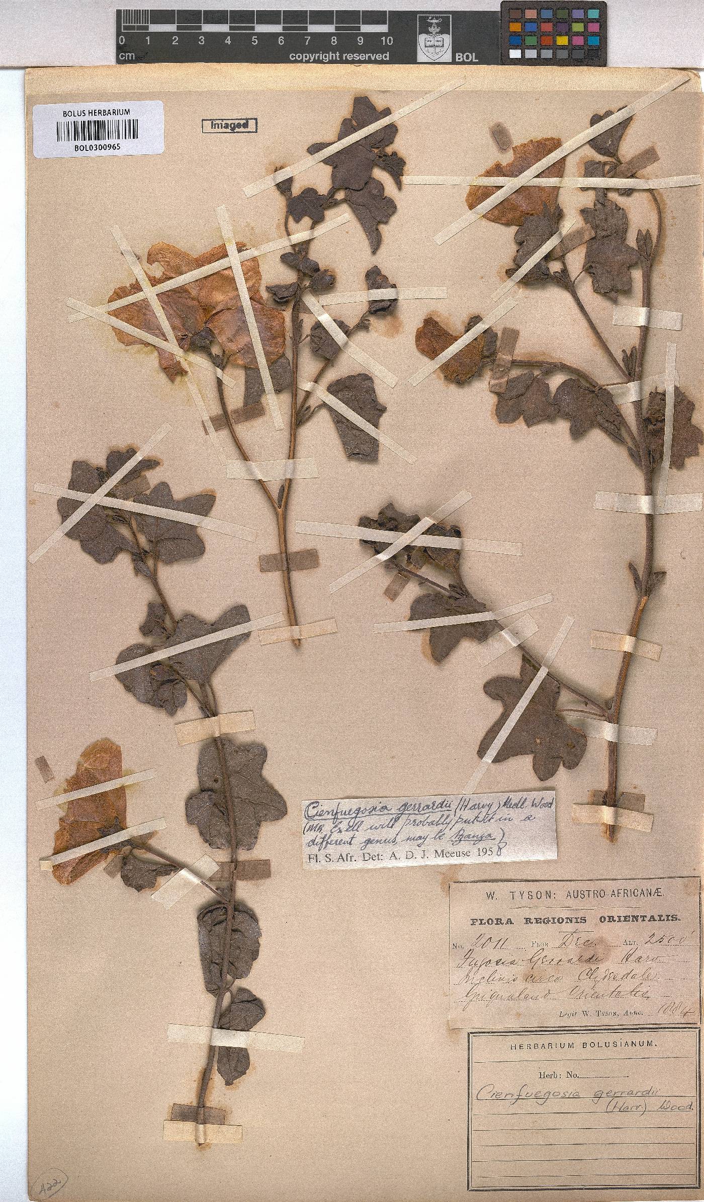 Cienfuegosia gerrardii image