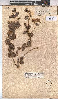 Cienfuegosia gerrardii image
