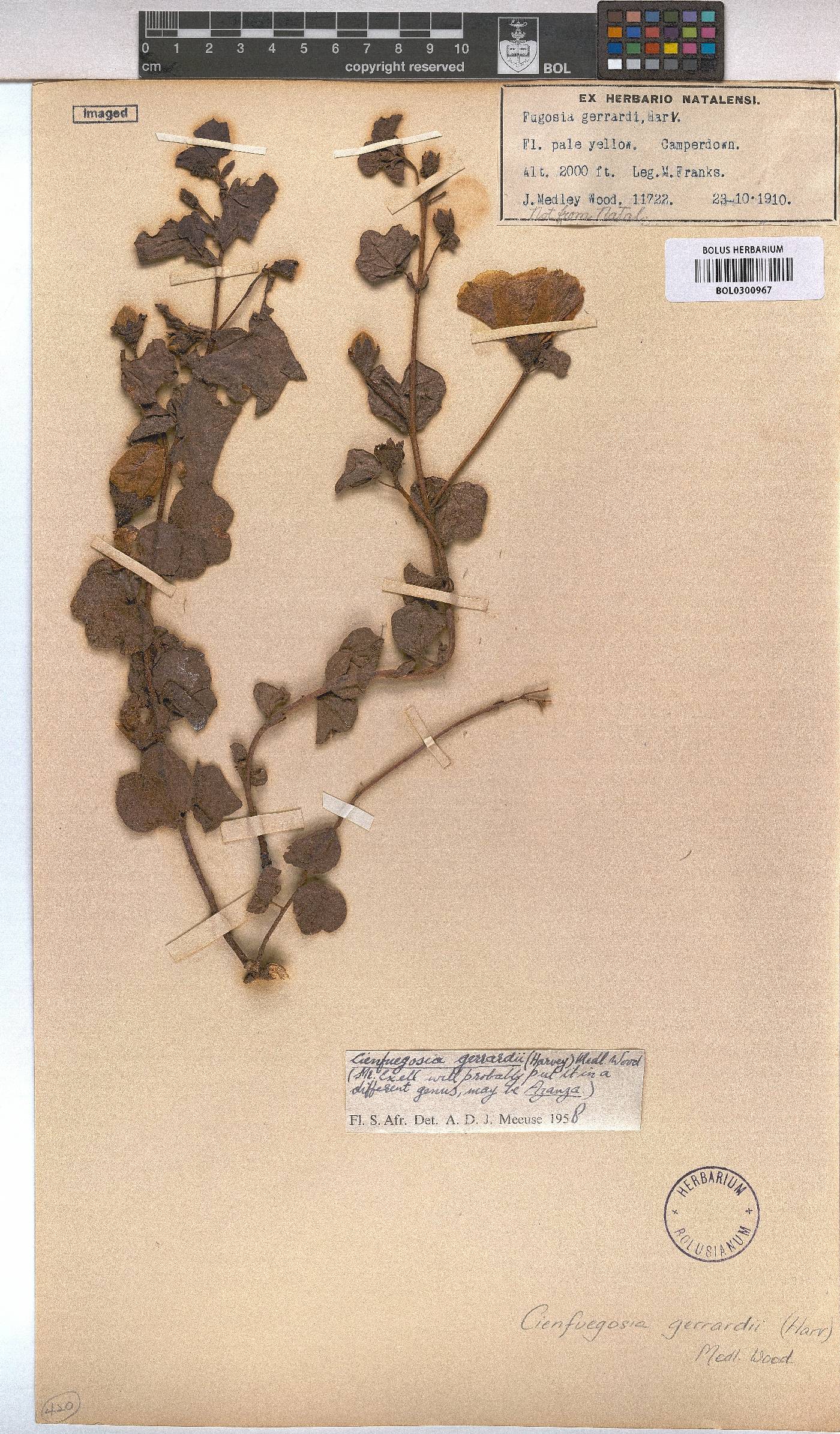 Cienfuegosia gerrardii image