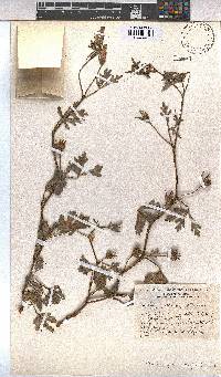Cienfuegosia digitata image