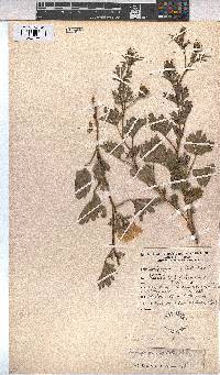 Cienfuegosia digitata image