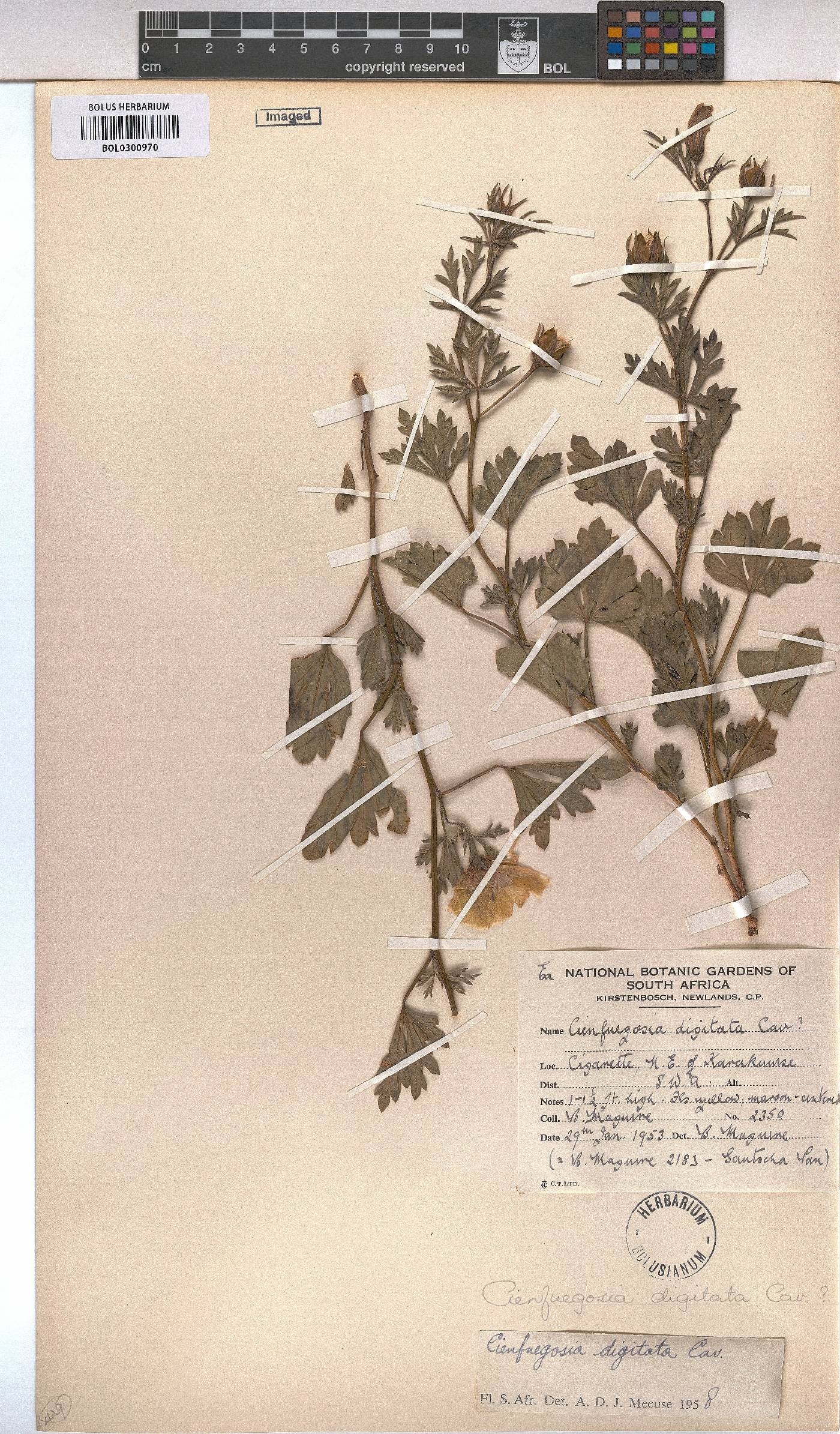 Cienfuegosia image