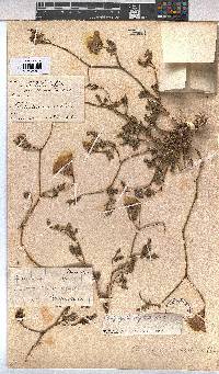 Cienfuegosia digitata image