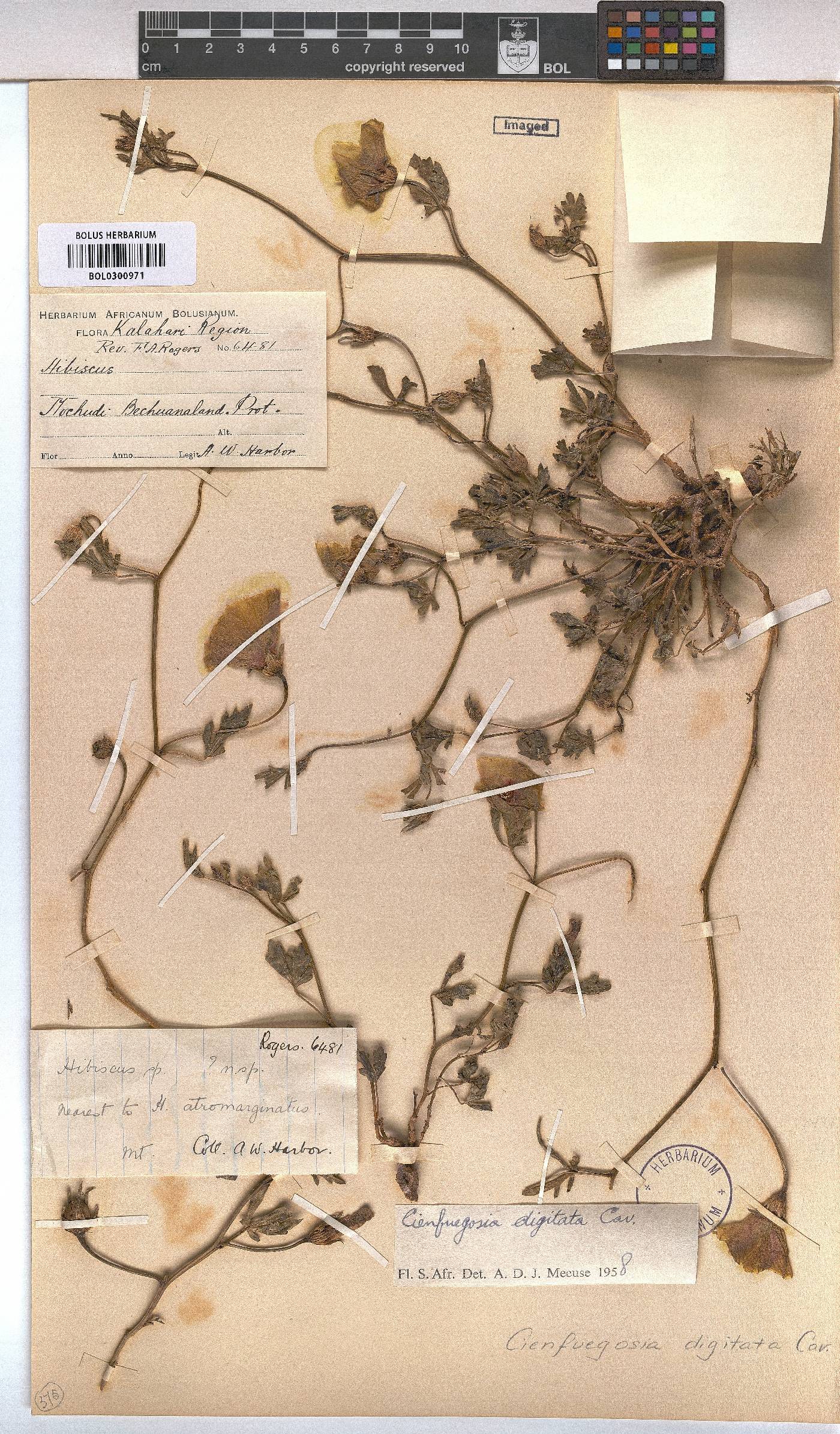 Cienfuegosia image
