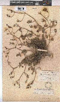 Cienfuegosia digitata image