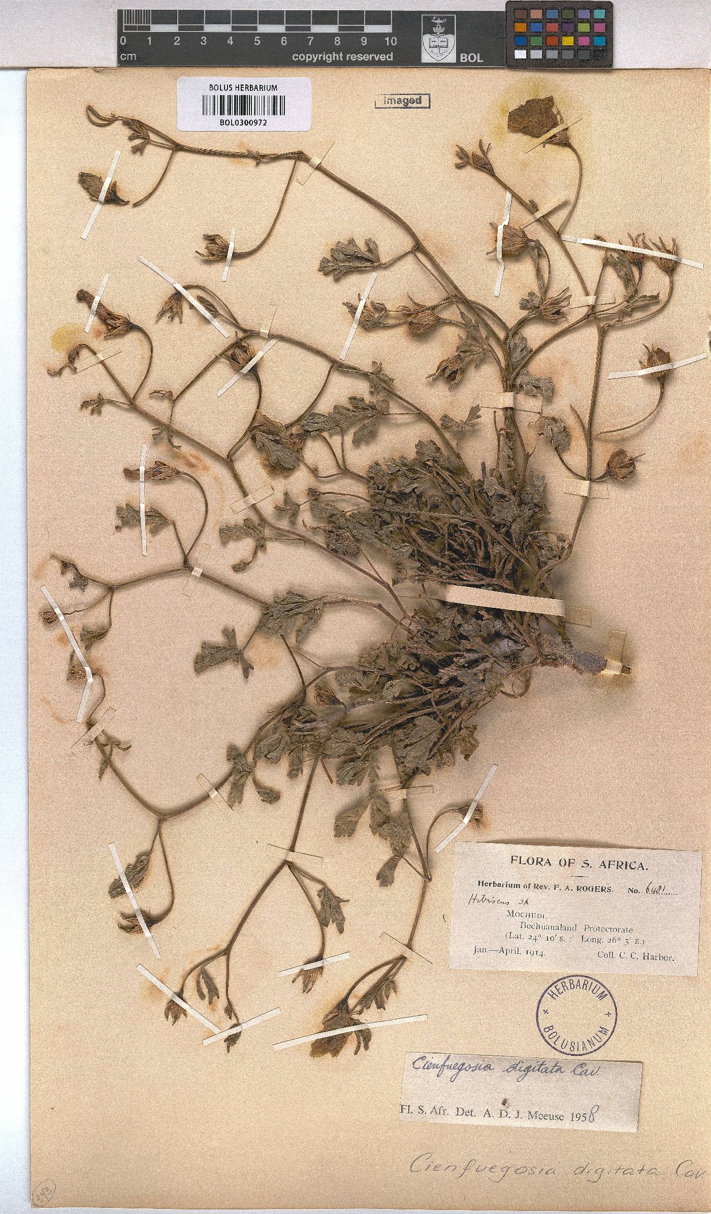 Cienfuegosia digitata image