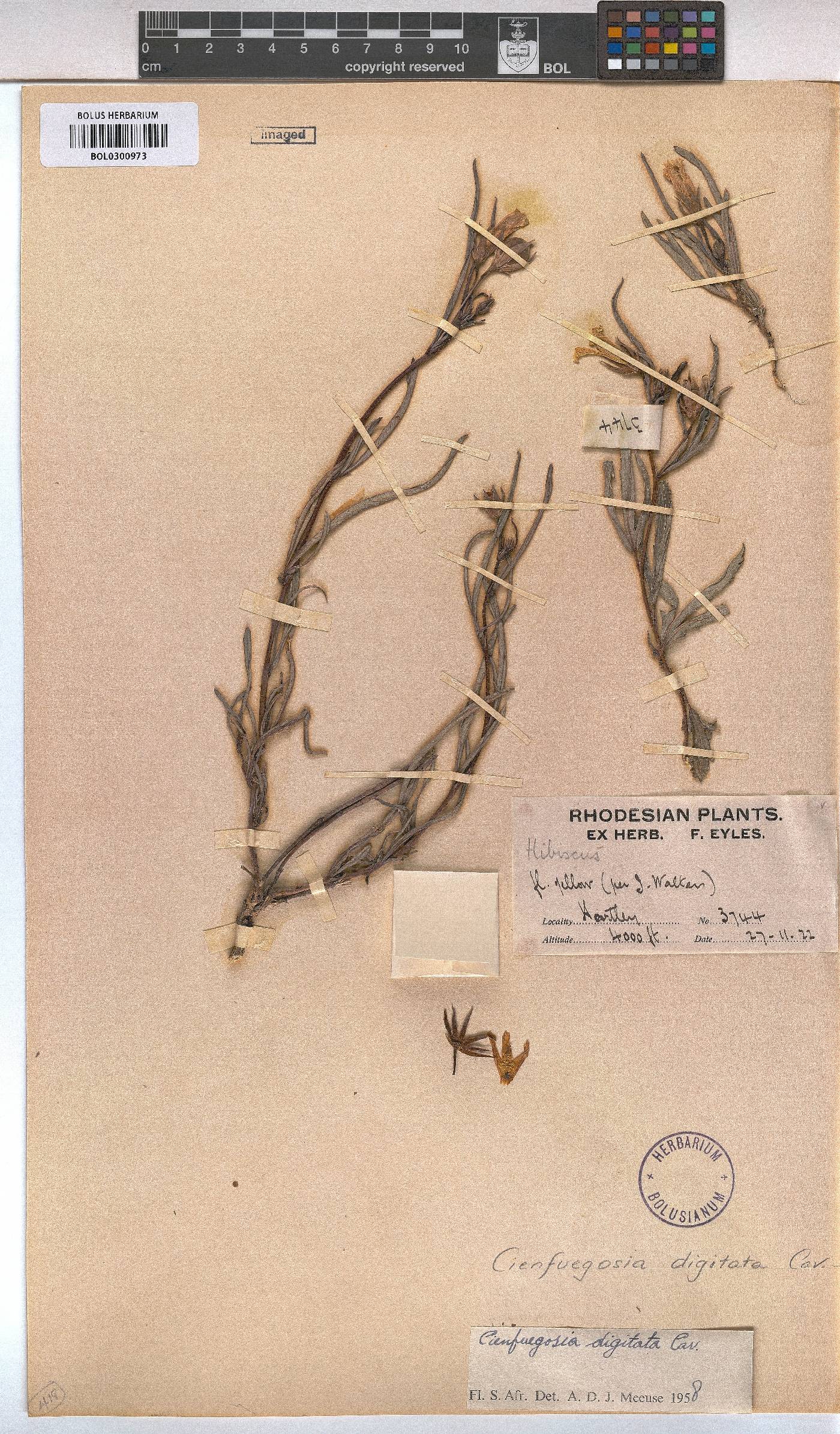 Cienfuegosia digitata image