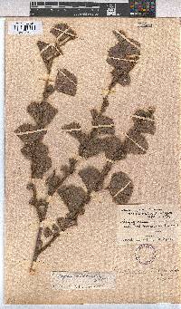 Image of Cienfuegosia hildebrandtii