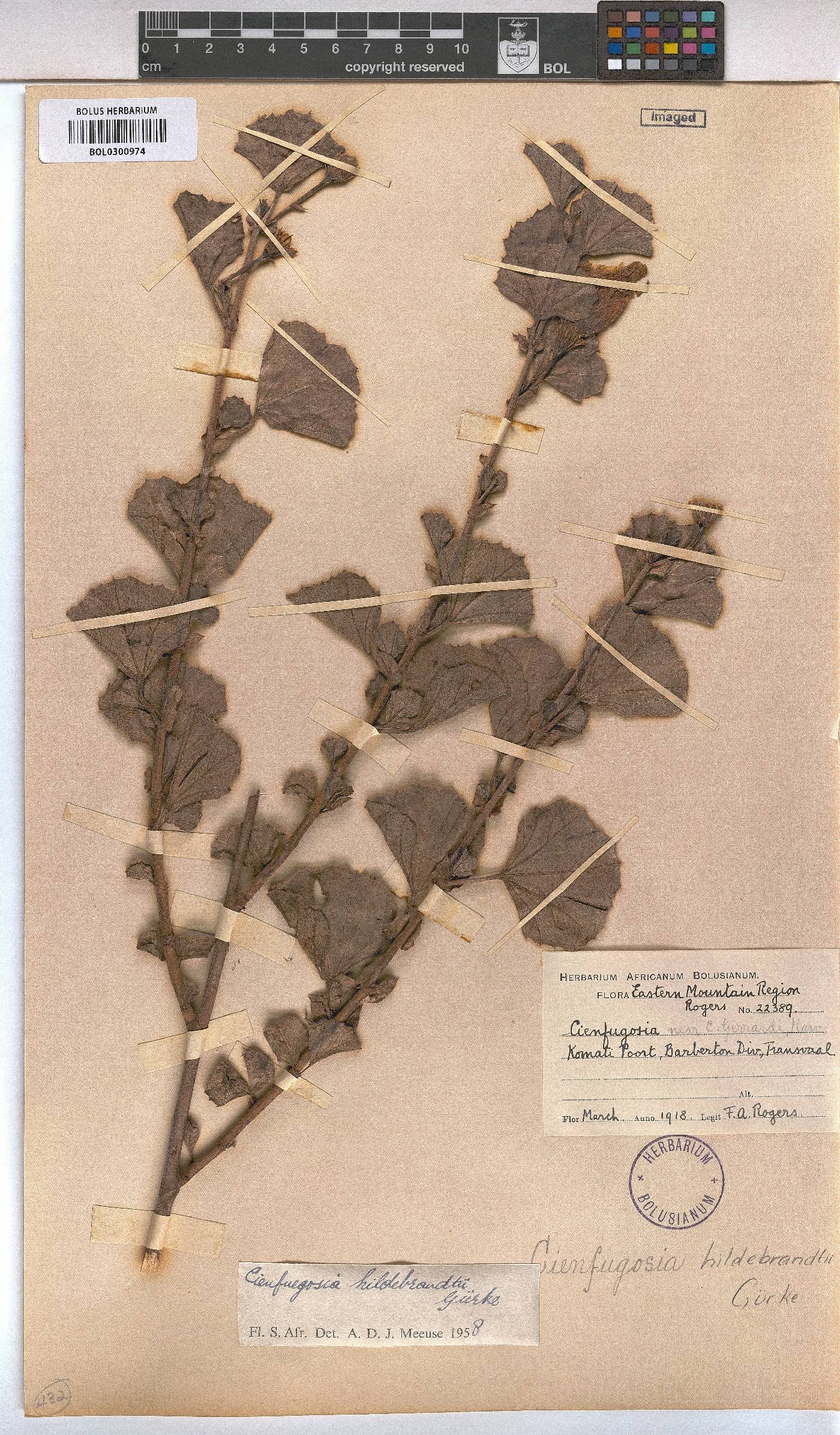 Cienfuegosia hildebrandtii image