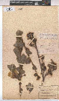 Cienfuegosia hildebrandtii image