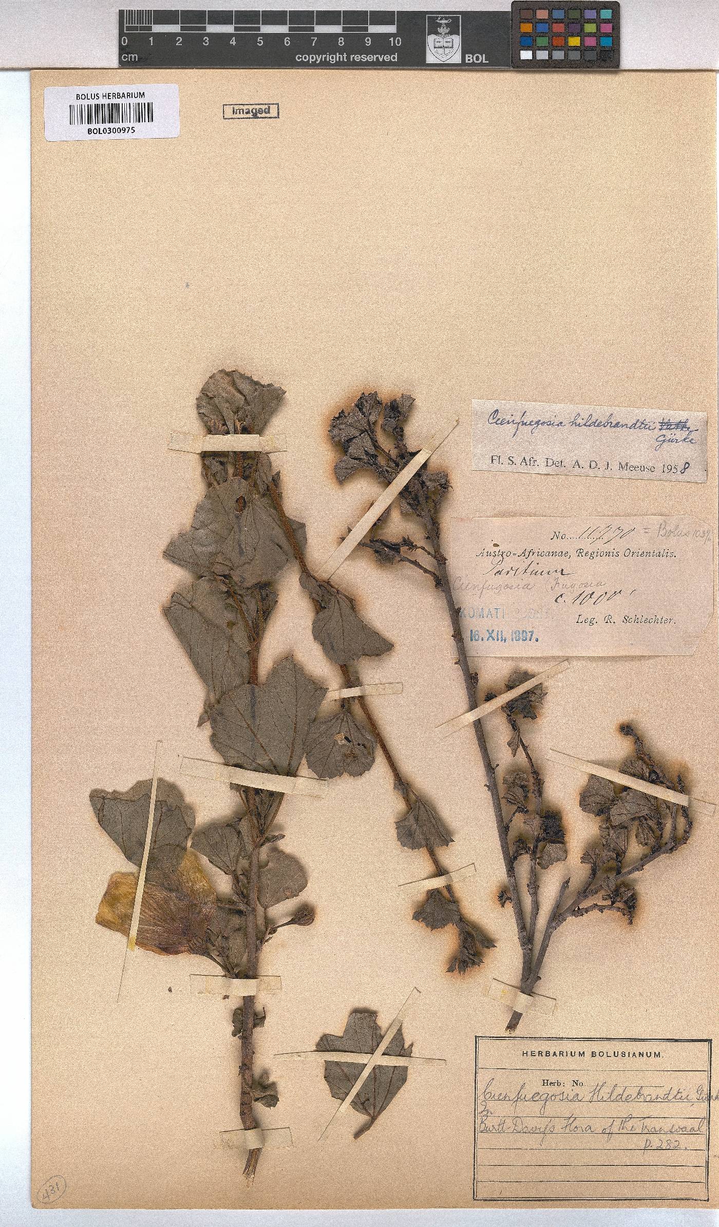 Cienfuegosia hildebrandtii image