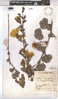 Cienfuegosia hildebrandtii image