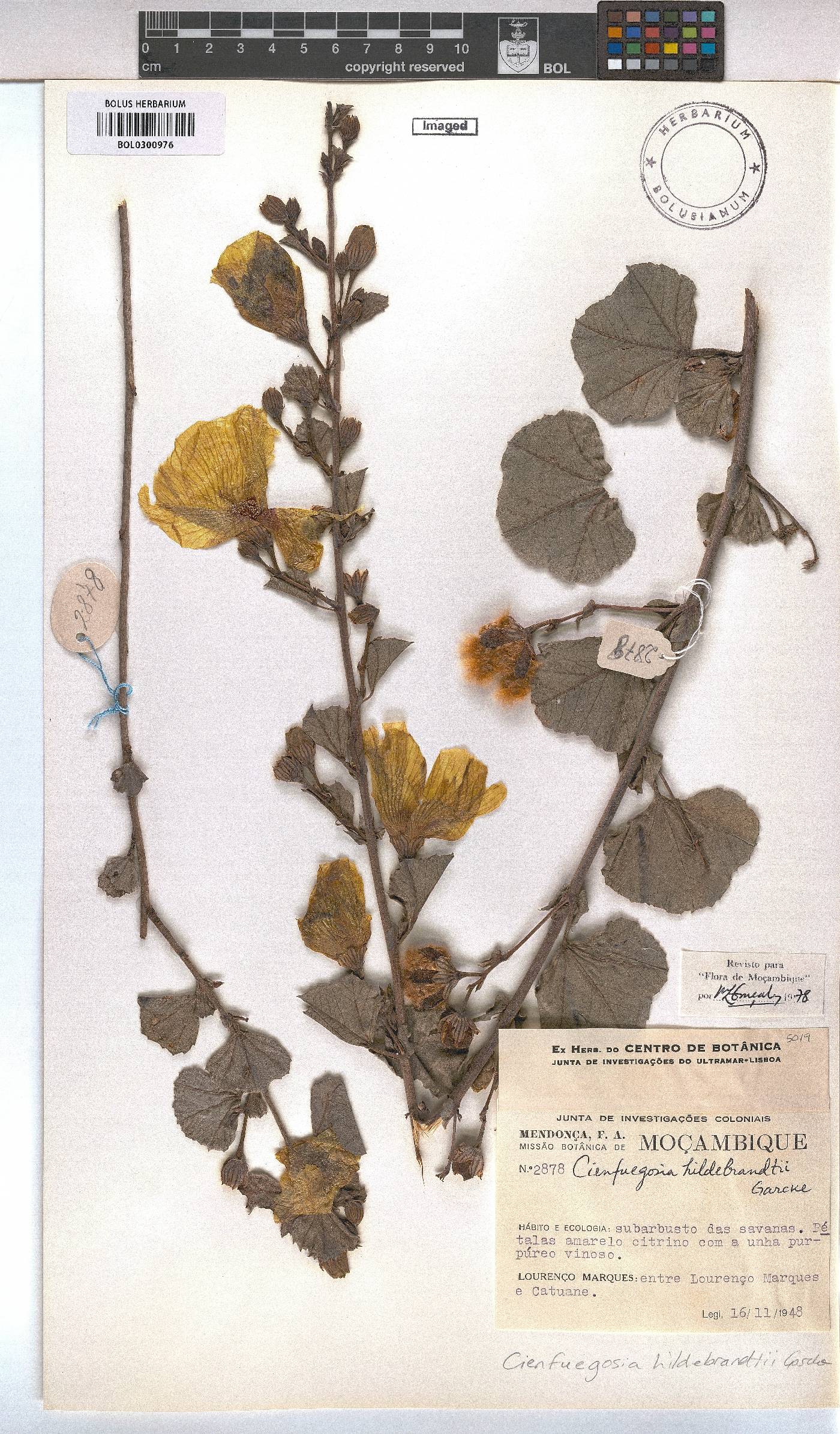 Cienfuegosia hildebrandtii image