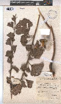 Cienfuegosia hildebrandtii image