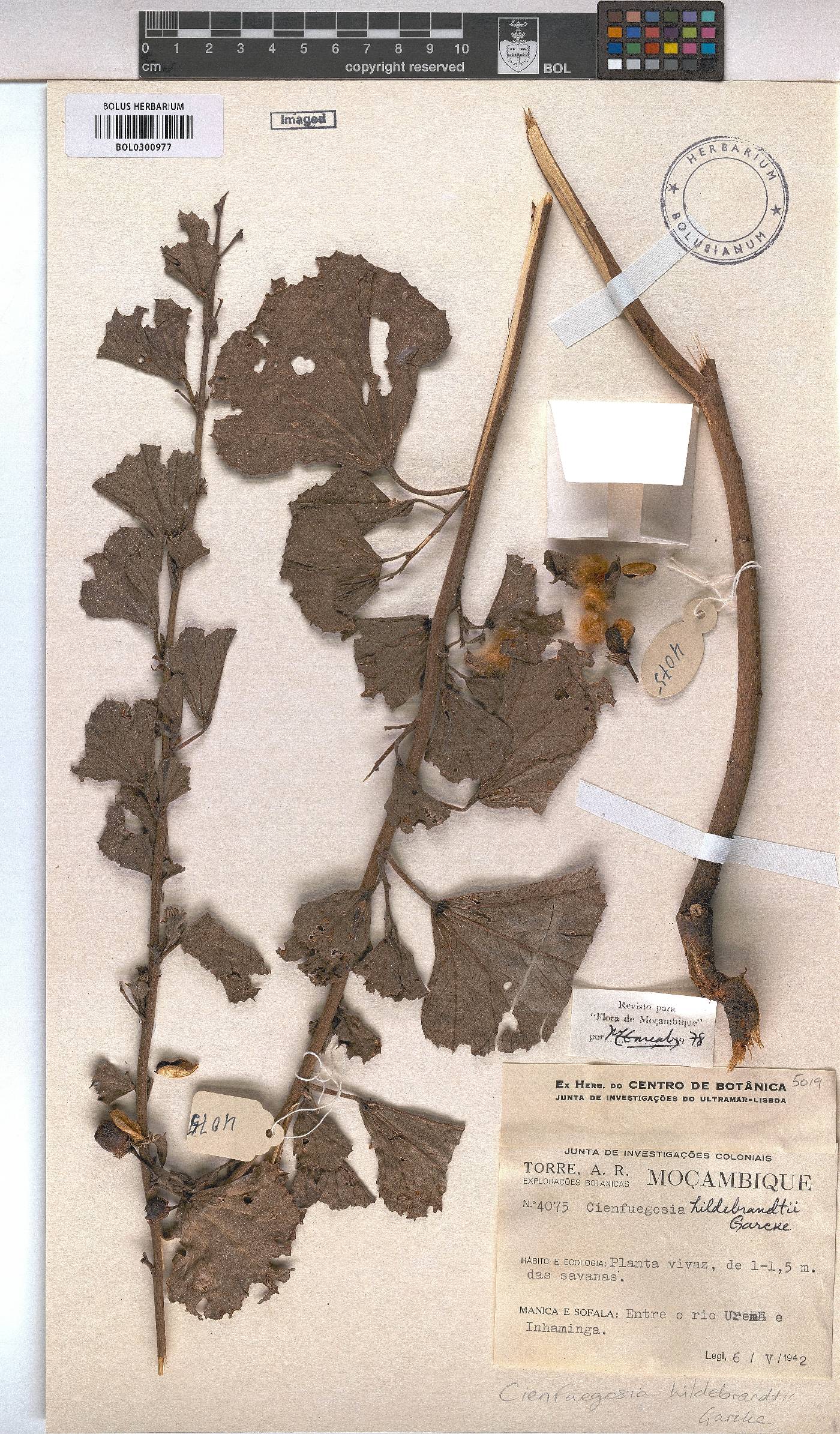 Cienfuegosia image