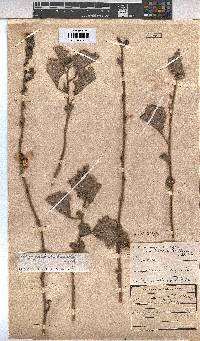Cienfuegosia hildebrandtii image