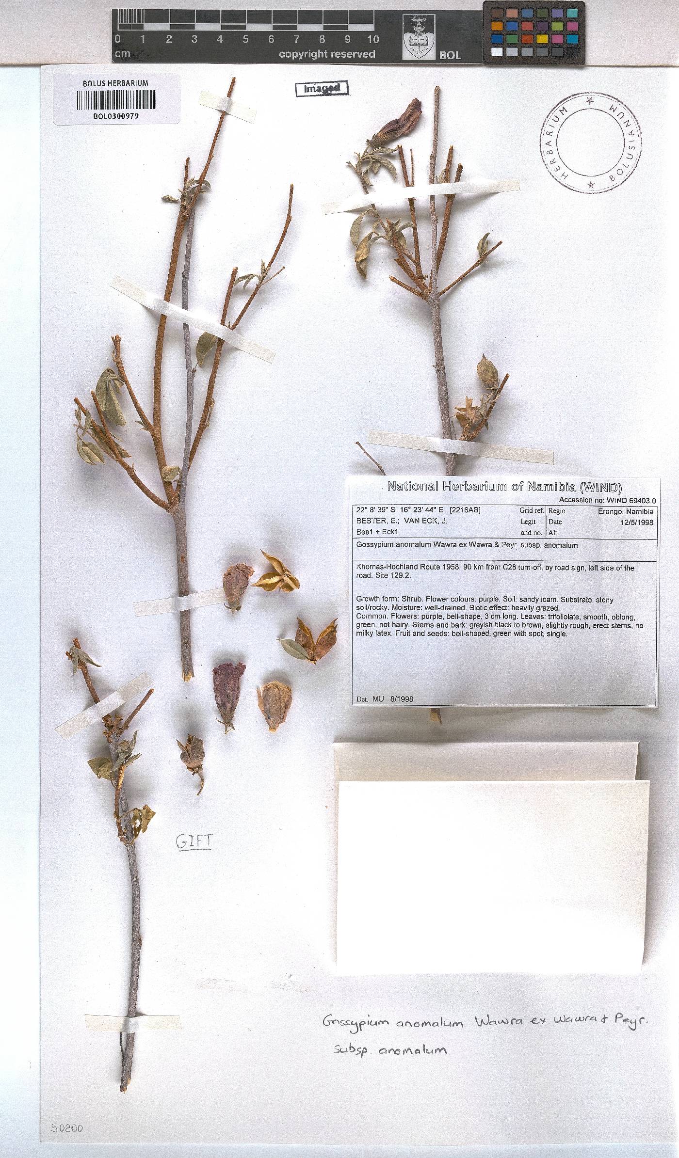 Gossypium anomalum image
