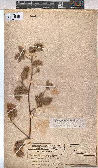 Gossypium anomalum image
