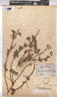 Gossypium anomalum image