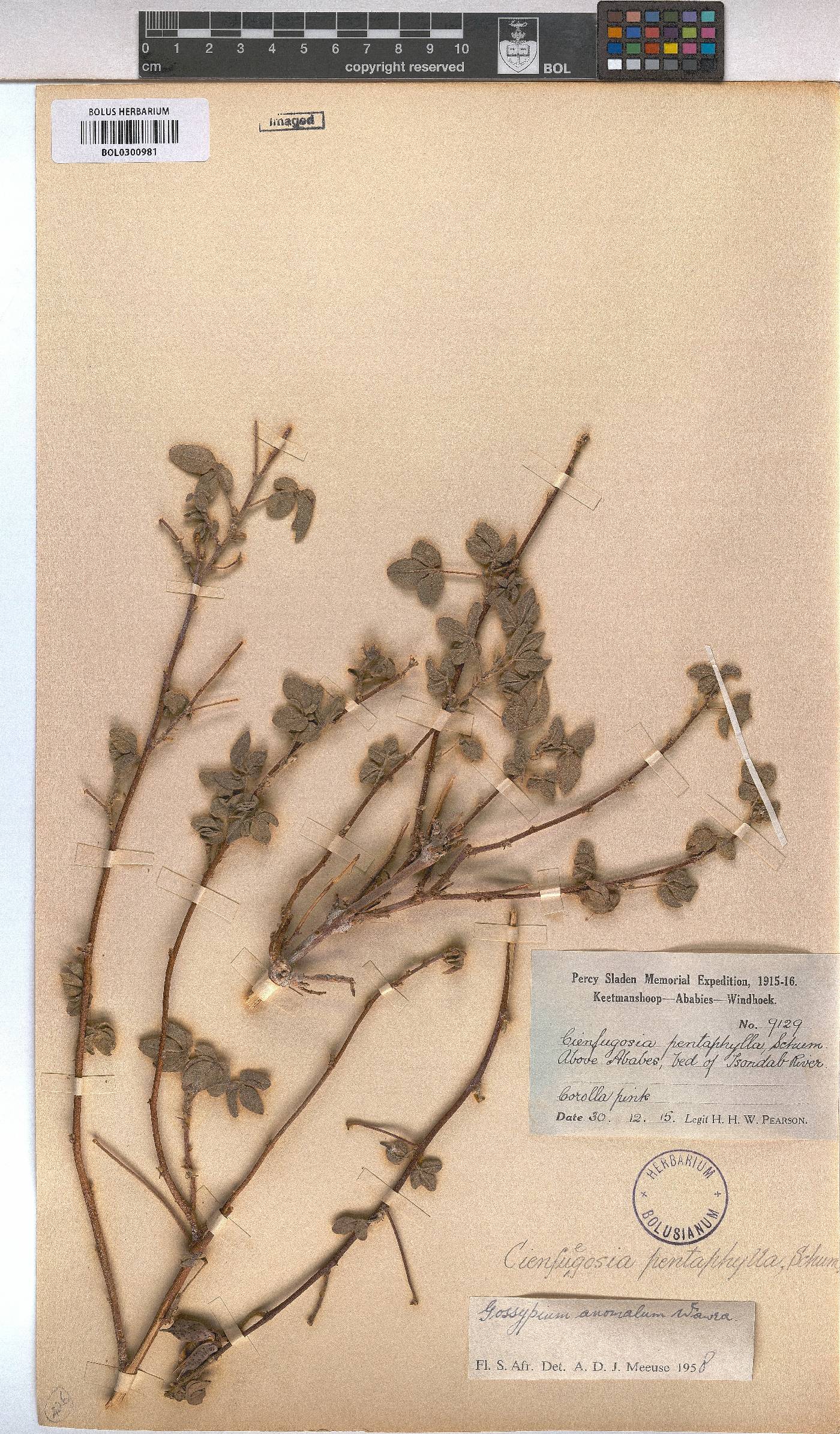 Gossypium anomalum image