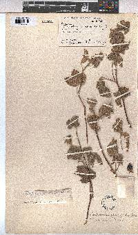Gossypium anomalum image