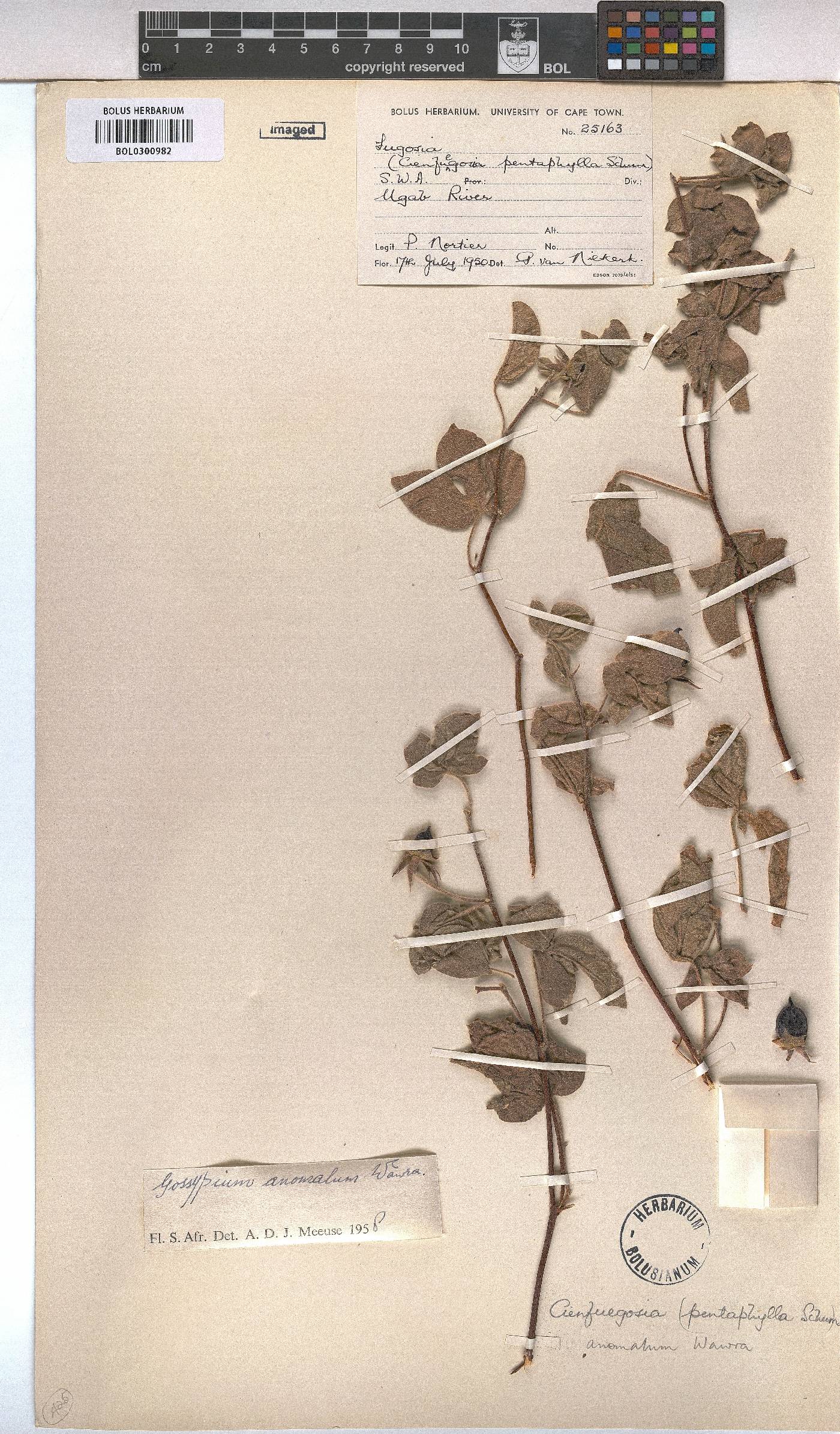 Gossypium anomalum image