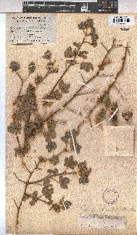 Gossypium anomalum image