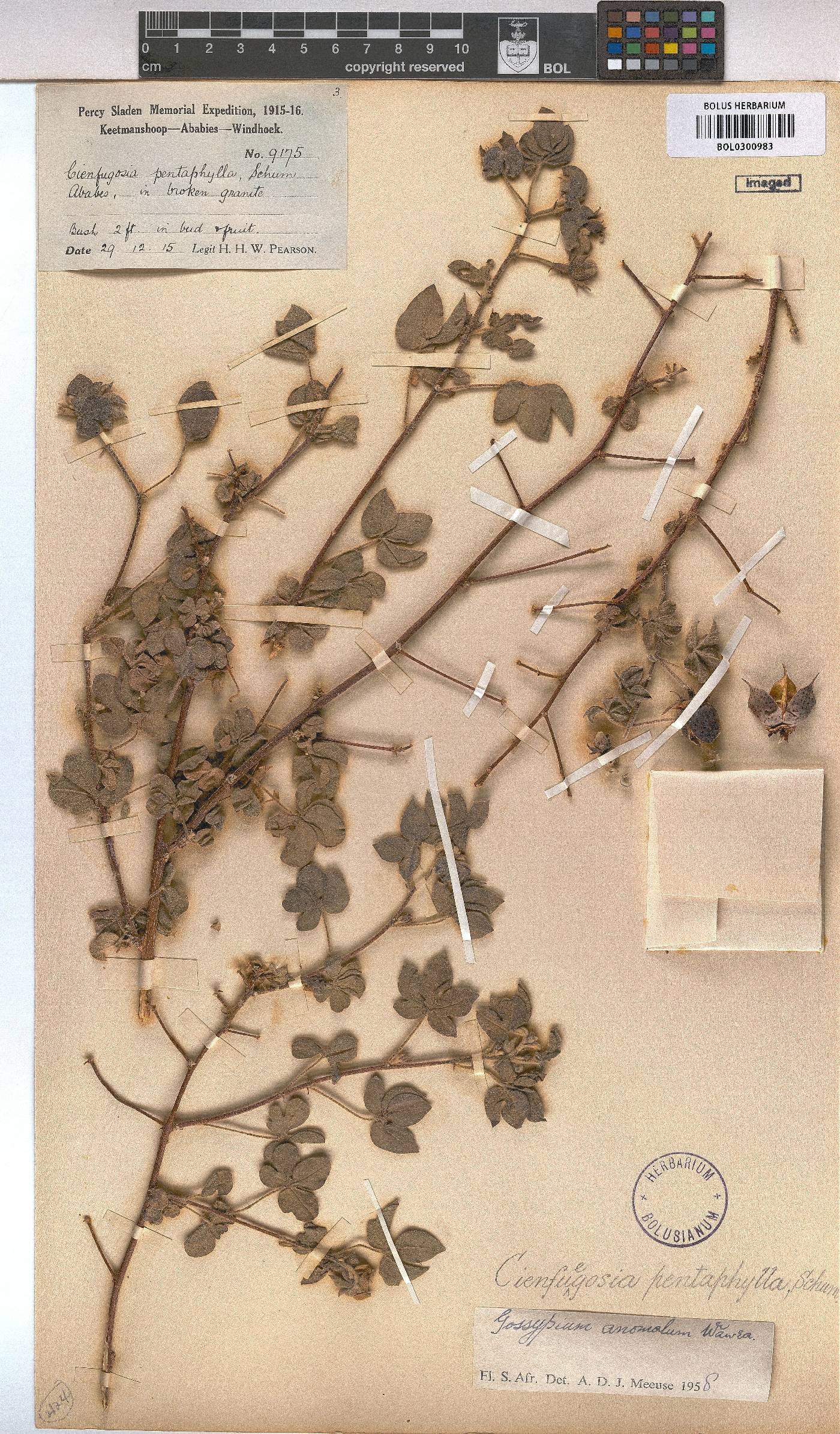 Gossypium anomalum image